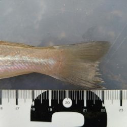 前日に引き続きキス狙い